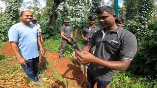 NETAFIM DRIP IRRIGATION SYSTEM NEWLY INSTALLED TO BLACK PEPPER for installation contact 94496 64000 [upl. by Adirehs]