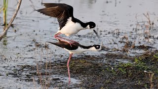 Blacknecked Stilt Mating [upl. by Florenza]