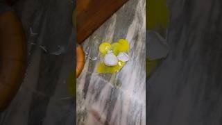 যাহ আবারও করে ফেললাম একটা blunder😰home made eggroll🌼 shorts viralvideos minivlog trending [upl. by Noreh247]