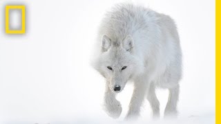 Photographer Captures Stunning Arctic Wildlife  Short Film Showcase [upl. by Shirlie241]