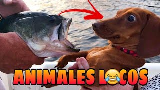 🤣 Animales Locos y Chistosos 😺🐶 Animales Haciendo Locuras [upl. by Nade836]