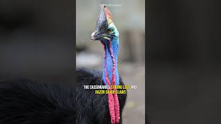 Cassowary  The Deadliest Bird [upl. by Darsey]