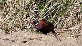 Bażant i sarny Pheasant and roe deer [upl. by Brigitta]