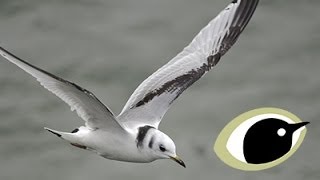 BTO Bird ID  Kittiwake and Other Small Gulls [upl. by Aztirak661]