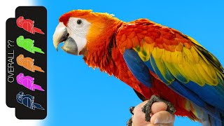 Scarlet Macaw The Best Pet Parrot [upl. by Curcio]