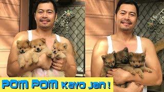 TAKAM  8 WEEKS POMERANIAN PUPS  JOVZ PIN [upl. by Fran]