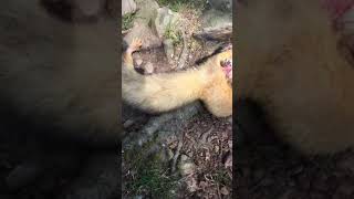 Ferret vs squirrel bobby [upl. by Myna]