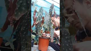 Begonia Maculata Propagation Success 🥰 AKA quotPolka Dot Begoniaquot plantvlog kalimpongvlog begonias [upl. by Wina67]