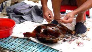 How to Castrate a Rooster [upl. by Jenifer]