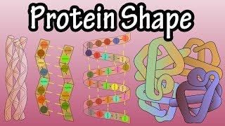 Protein Shape  Levels Of Protein Structure  Shape Of Proteins  What Is Protein Denaturation [upl. by Atirahc713]