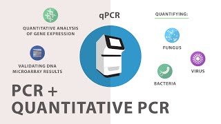 3 Polymerase Chain Reaction PCR  Quantitative PCR qPCR [upl. by Pages]