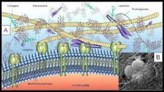 LA MATRICE EXTRACELLULAIRE [upl. by Hitoshi]