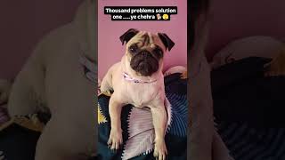 ytshorts funnyanimal shortsvideo pets youtubeshorts animals doglover trending pugcutedogs [upl. by Kuth555]