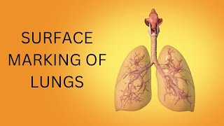 SURFACE MARKING OF LUNGS [upl. by Nodnarb]