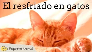 Cómo tratar el resfriado en gatos [upl. by Amla]