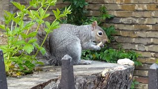 Close up of Squirrel Gnawing on Bark to File Down Clean amp Sharpen Teeth [upl. by Ekalb]