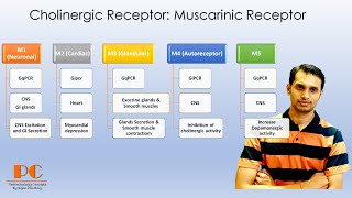 Cholinergic Receptors Pharmacology part 1  Muscarinic Acetylcholine Receptors [upl. by Buckden]