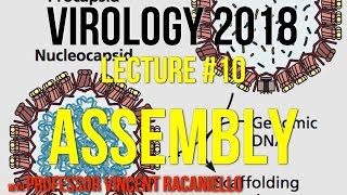 Virology Lectures 2018 10 Assembly [upl. by Grane877]