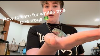 How to Care for Whites Tree Frogs [upl. by Kunin]