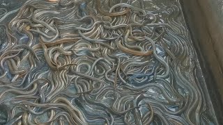 Eel Care ការថែទាំអន្ទង់ [upl. by Walczak]