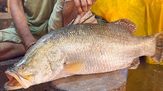 Amazing Huge Bhetki Fish Cutting Skills Live In Bengali Fish Market  Fish Cutting Expert Shonjoy [upl. by Crespo]