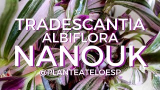 Tradescantia Nanouk cuidar plantas de interior en 5 minutos 🌱 Tradescantias 💕 [upl. by Latsyc832]