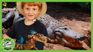 TRex Ranch  Giant Alligators at Wildlife Park  Kids Family Fun Playground amp Surprise Toys Hunt [upl. by Akkinahs672]