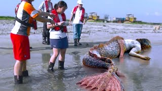 SEREIAS REAIS CAPTURADAS POR CÂMERAS QUE IMPRESSIONARAM O PLANETA INTEIRO  DOCUMENTÁRIO DUBLADO [upl. by Tyson]