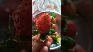 Stroberi Fruit 🍓fruit [upl. by Yrelav]