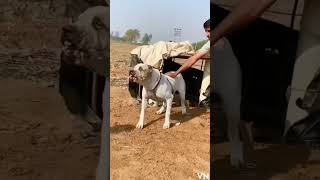 Bully kutta vs Pitbull dog fight  who is win fight 👹🤔 pitbull bullykutta shorts jaishreeram [upl. by Ahtelat923]