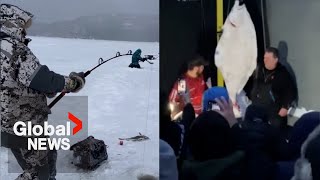 Catch of a lifetime How 3 men ice fishing in Quebec reeled in a 109pound Halibut [upl. by Ayote]