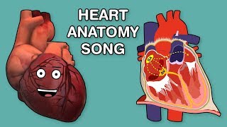 HEART ANATOMY SONG [upl. by Morris847]