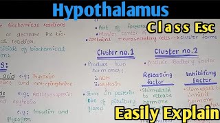 Hypothalamus Structure And Functions  Class 11 Biology [upl. by Ynelram]