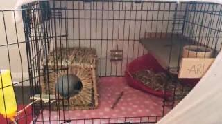 How to turn your dog cage into a rabbit cage [upl. by Clemmy]