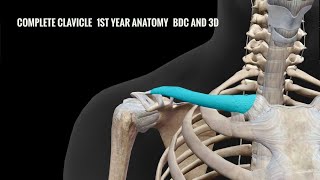 Complete Clavicle Anatomy 1st Year BDC and 3D [upl. by Arria705]