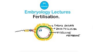 Embryology Lectures  Fertilisation  Dr Ashok K R [upl. by Nhabois129]