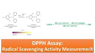 Antioxidant assay by DPPH Method \\ Free radical scavening activity [upl. by Santoro]