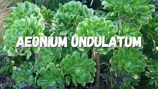 Aeonium Undulatum Um Guia Completo [upl. by Brey]