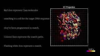 CRISPR Cas9 proteins search for DNA for gene editing [upl. by Jolyn232]