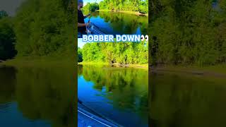 BOBBER DOWN Massive Steelhead [upl. by Meridel]