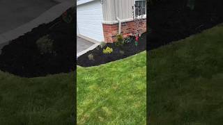 Spring clean up amp Mulch install 84outdoors tulip japanesemaple mulch trending [upl. by Nekal]