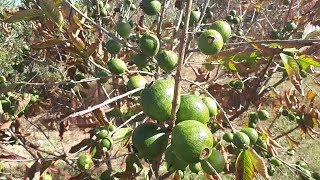 فاكهة الجوافة goyave fruit [upl. by Nellaf]