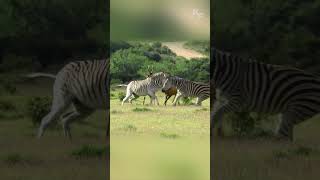 Zebras Attack Hartebeests Battle to Protect Their Calf [upl. by Ynottirb]