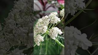 Carrot flower frm regrown carrot head shorts shortvideo youtubeshorts trending trendingshorts [upl. by Bradeord]