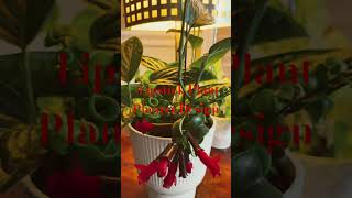 LIPSTICK PLANT PLANTER DESIGN [upl. by Meadow]