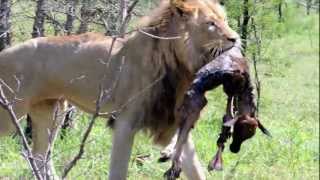 Lions of Tintswalo Sizanani males share a calf [upl. by Jolynn]