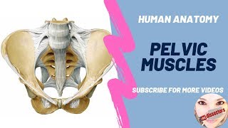 Human Anatomy  Pelvis  Muscles [upl. by Redleh412]