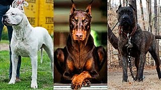 10 Races De Chiens De Garde Les Plus Dangereuses Du Monde [upl. by Beaufort]