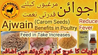 Ajwain Use in Poultry Birds  AntiCoccidial Pyretic Fungal Bacterial  DESI POULTRY [upl. by Byron802]