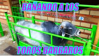 BAÑANDO A LOS TOROS BARBAROS [upl. by Yance825]